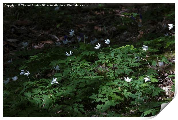 woodland anemone Print by Thanet Photos