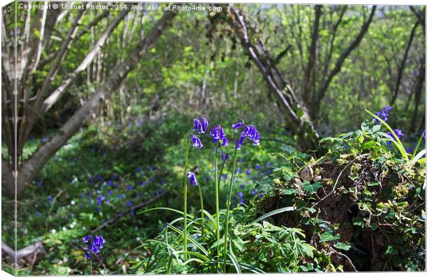 Bluebells Canvas Print by Thanet Photos