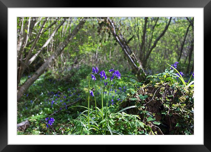 Bluebells Framed Mounted Print by Thanet Photos