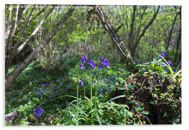 Bluebells Acrylic by Thanet Photos