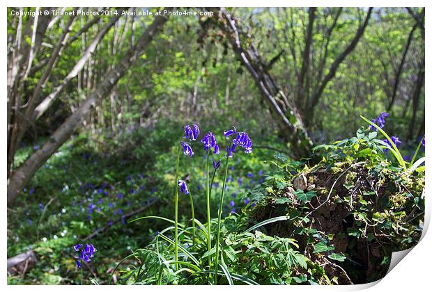 Bluebells Print by Thanet Photos