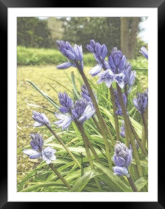 bluebells Framed Mounted Print by chrissy woodhouse