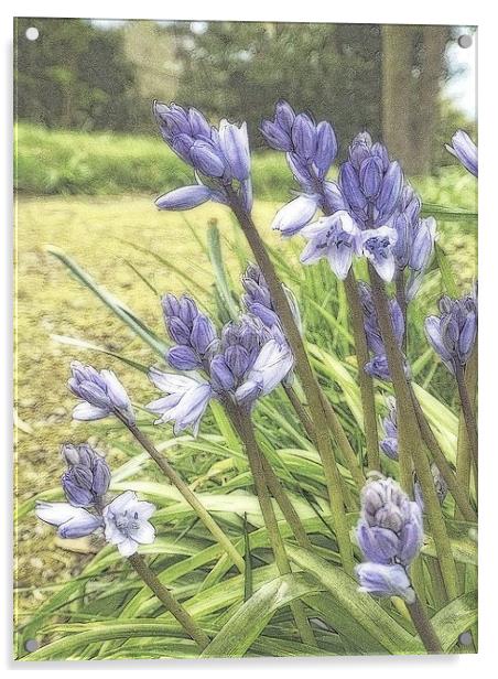bluebells Acrylic by chrissy woodhouse