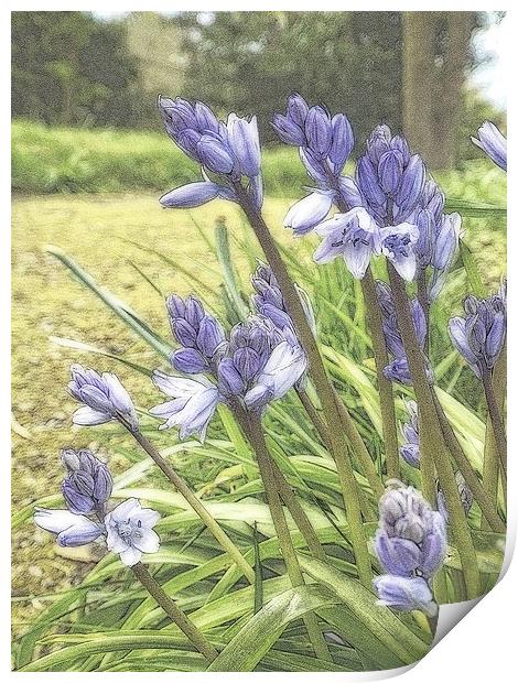 bluebells Print by chrissy woodhouse