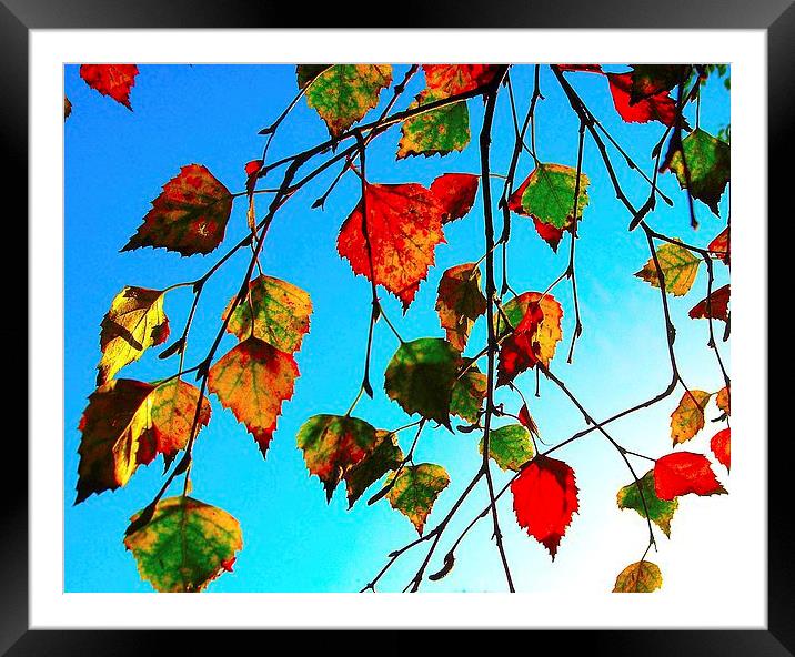 Autumn Leaves of Red and Gold Framed Mounted Print by james richmond