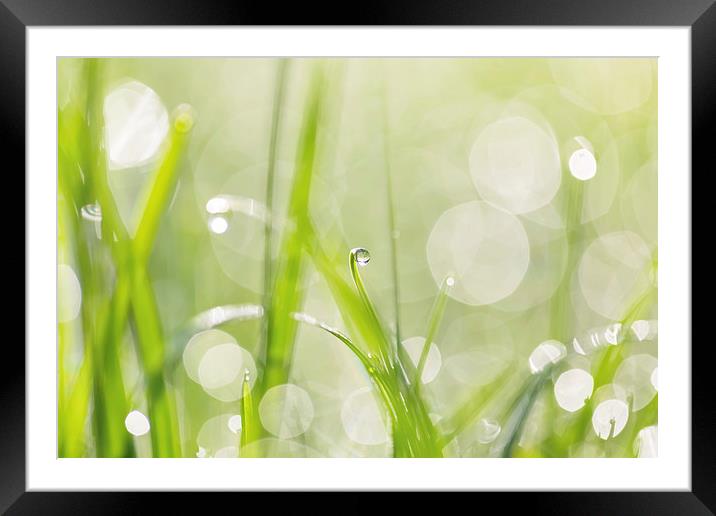 Dewdrops in Sunlit Grass 2 Framed Mounted Print by Natalie Kinnear