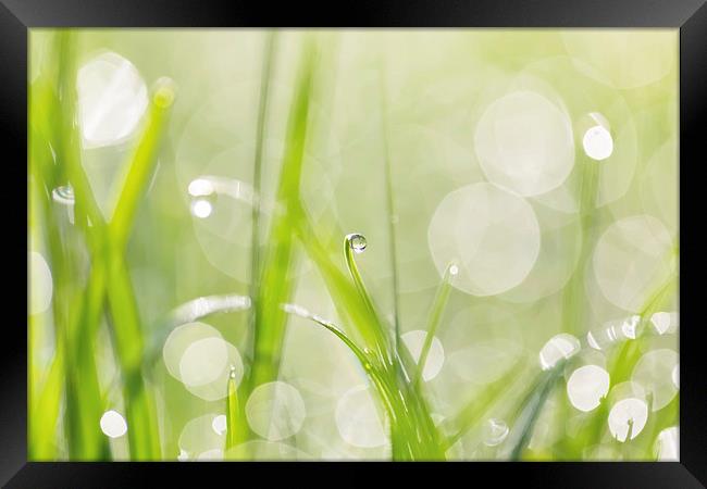 Dewdrops in Sunlit Grass 2 Framed Print by Natalie Kinnear