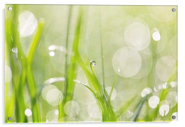Dewdrops in Sunlit Grass 2 Acrylic by Natalie Kinnear