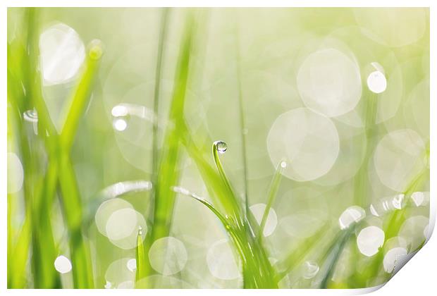 Dewdrops in Sunlit Grass 2 Print by Natalie Kinnear