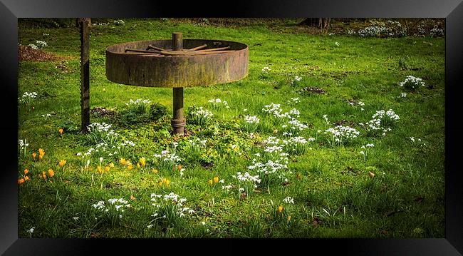 Snowdrop Woods Framed Print by Mark Llewellyn