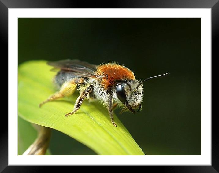 Bugging Me Framed Mounted Print by michelle whitebrook