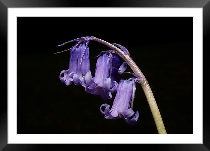 English Bluebell by JCstudios Framed Mounted Print by JC studios LRPS ARPS