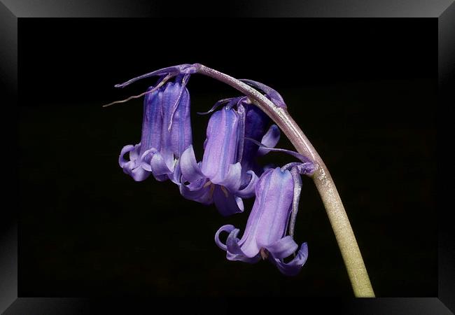 English Bluebell by JCstudios Framed Print by JC studios LRPS ARPS