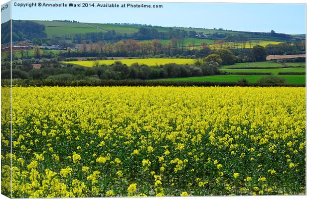 Rapeseed In Bloom. Canvas Print by Annabelle Ward