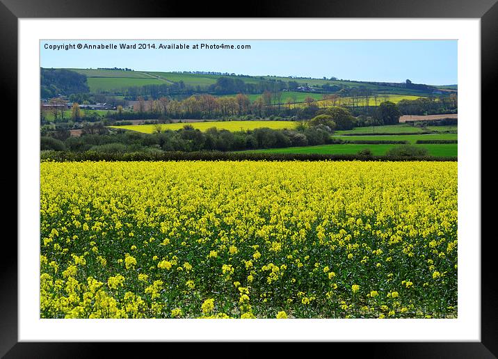 Rapeseed In Bloom. Framed Mounted Print by Annabelle Ward