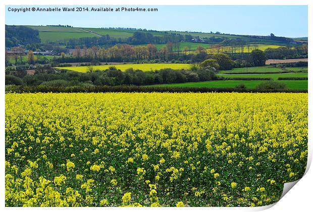 Rapeseed In Bloom. Print by Annabelle Ward