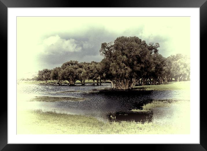 Australia Bush Grove Framed Mounted Print by Andy Anderson