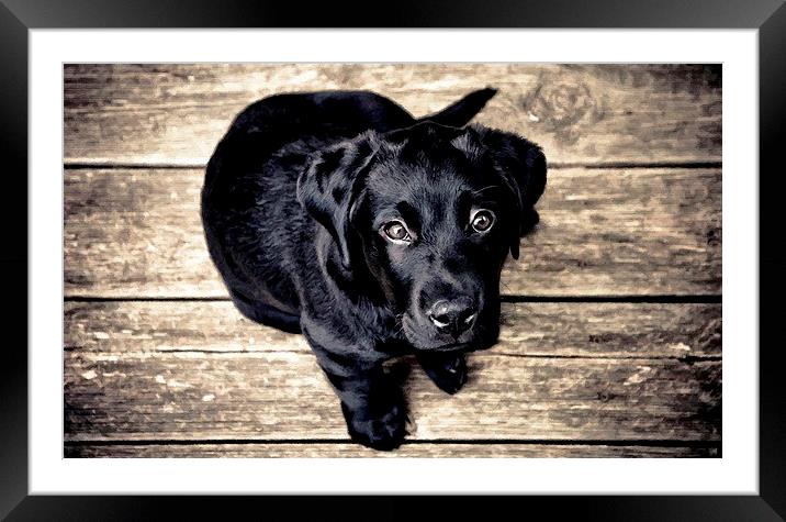 PUPPY Framed Mounted Print by Larry Stolle