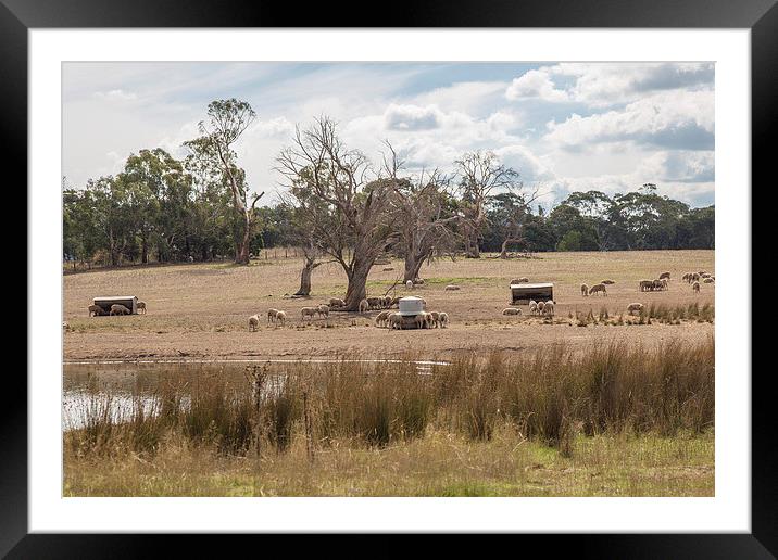 Australian Rural Scene, Kilmore Framed Mounted Print by Pauline Tims