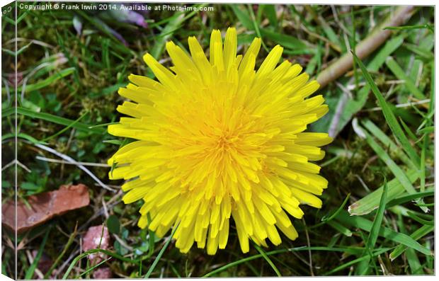 A fully grown Dandelion weed. Canvas Print by Frank Irwin