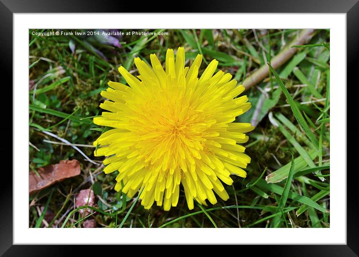 A fully grown Dandelion weed. Framed Mounted Print by Frank Irwin