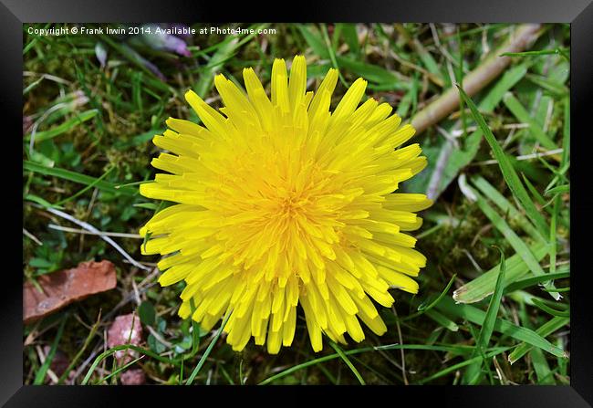 A fully grown Dandelion weed. Framed Print by Frank Irwin