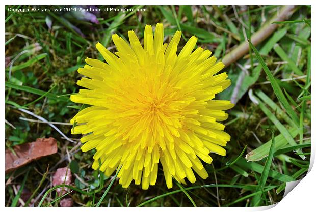 A fully grown Dandelion weed. Print by Frank Irwin