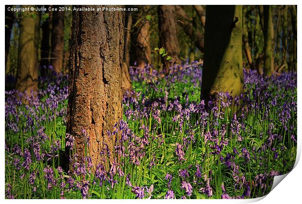 Bunkers Hill Bluebells 2 Print by Julie Coe