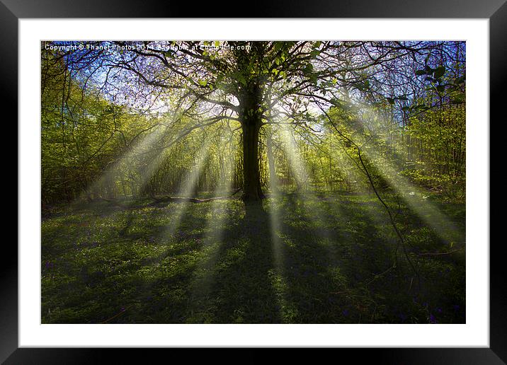 Rays of light in a woodland Framed Mounted Print by Thanet Photos