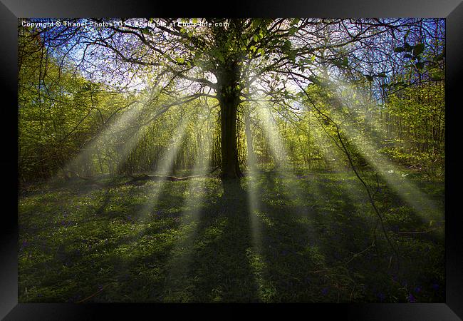 Rays of light in a woodland Framed Print by Thanet Photos