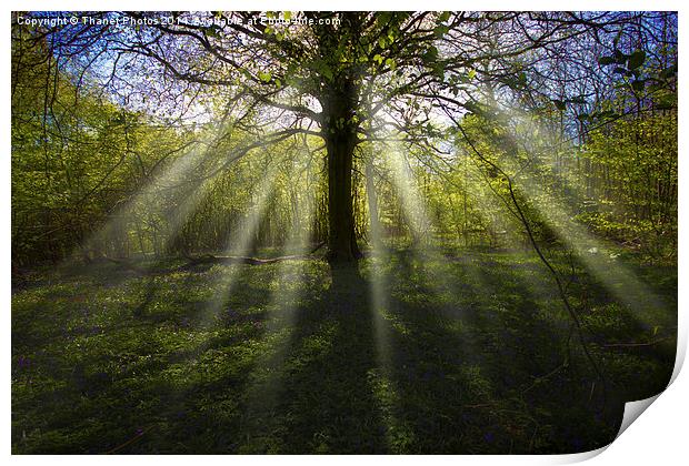 Rays of light in a woodland Print by Thanet Photos