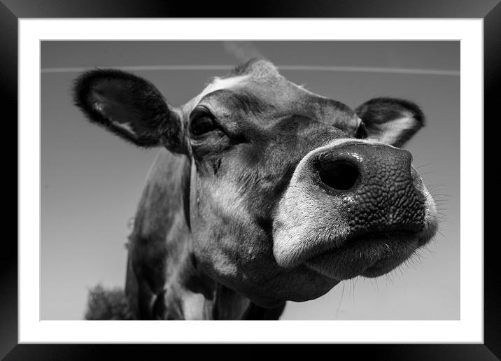 Jersey Cow Framed Mounted Print by Rob Hawkins