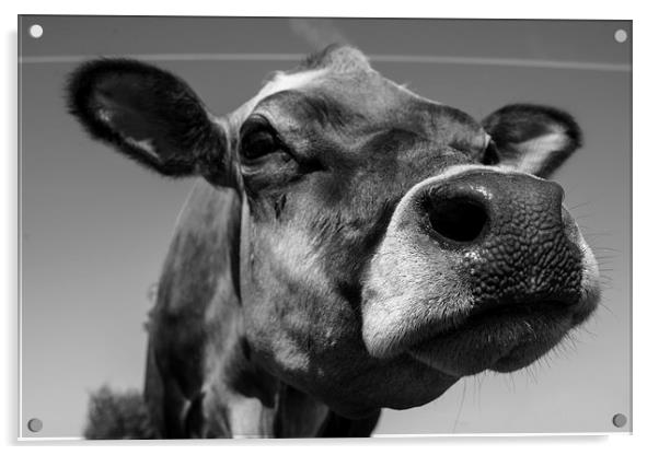 Jersey Cow Acrylic by Rob Hawkins