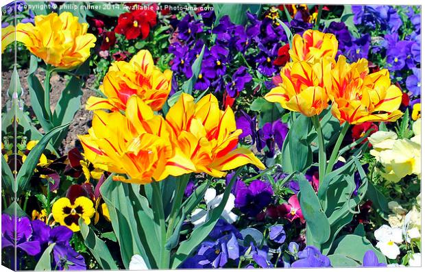 Spring Flowers In Sunshine Canvas Print by philip milner