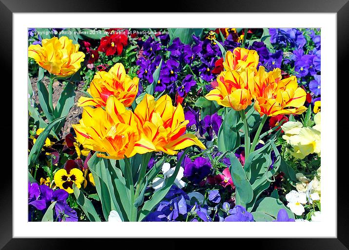 Spring Flowers In Sunshine Framed Mounted Print by philip milner