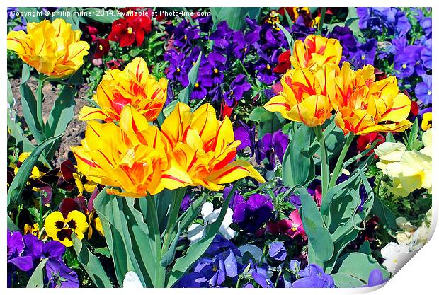 Spring Flowers In Sunshine Print by philip milner