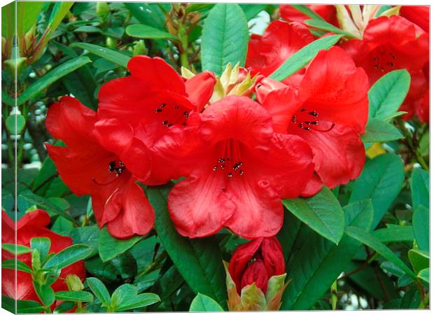 Scarlet Spring Bells! Canvas Print by Eleanor McCabe