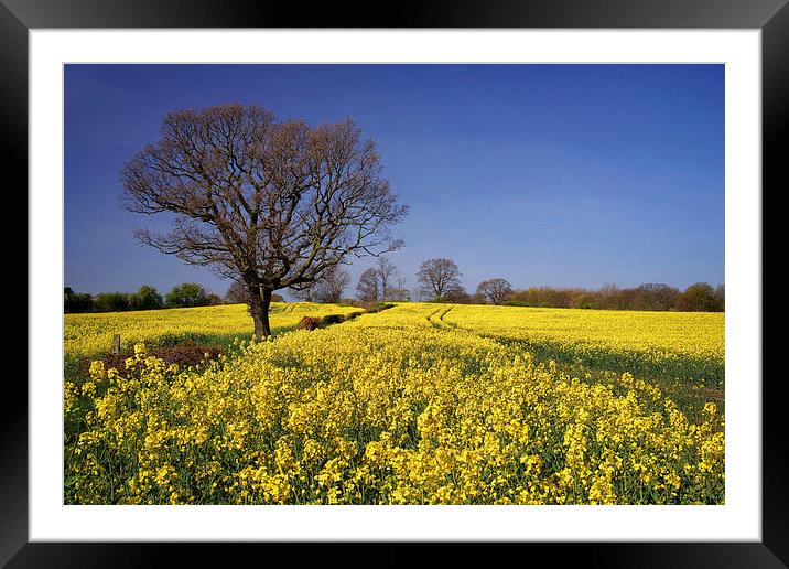 Rapeseed field & Tree, Derbyshire Framed Mounted Print by Darren Galpin