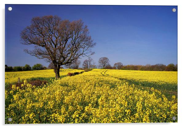 Rapeseed field & Tree, Derbyshire Acrylic by Darren Galpin