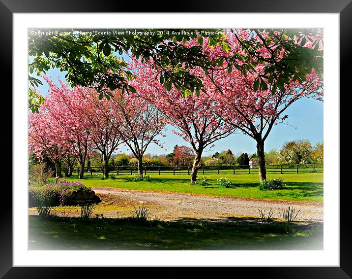 Beauty of Springtime Framed Mounted Print by Jason Williams