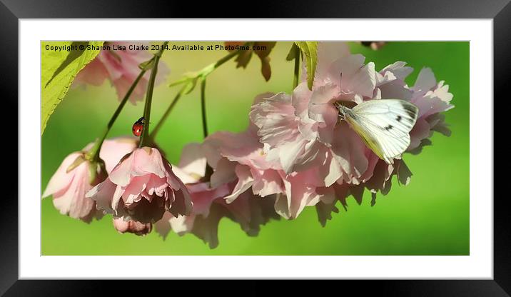Blossom and Bugs Framed Mounted Print by Sharon Lisa Clarke