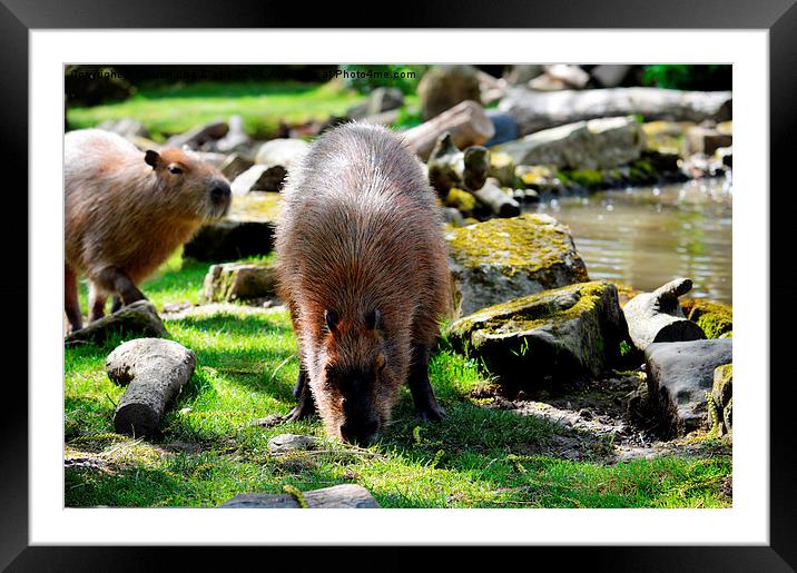 Capybaras Framed Mounted Print by Sharon Lisa Clarke