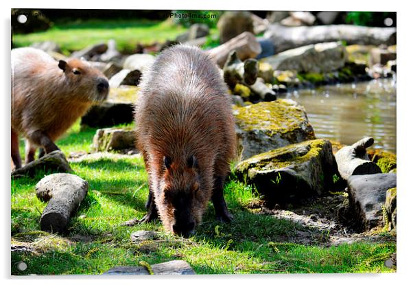 Capybaras Acrylic by Sharon Lisa Clarke