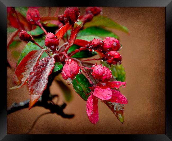 after the rain Framed Print by sue davies