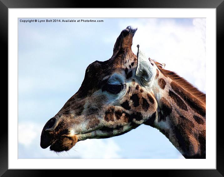 Giraffe Close Up Framed Mounted Print by Lynn Bolt