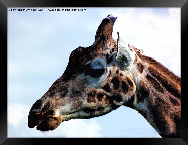 Giraffe Close Up Framed Print by Lynn Bolt