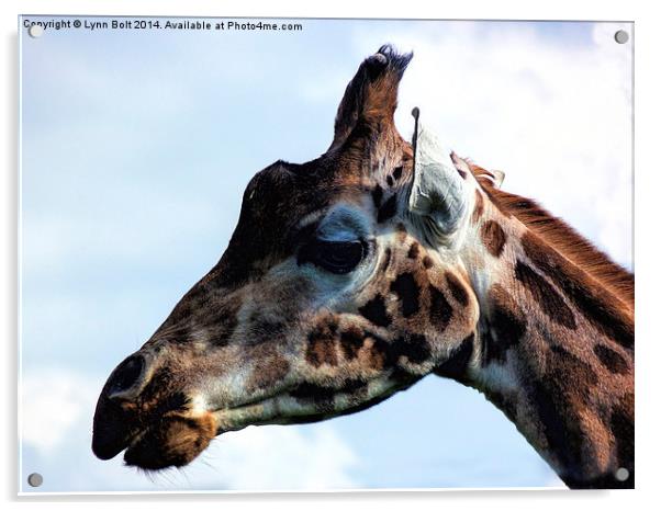 Giraffe Close Up Acrylic by Lynn Bolt
