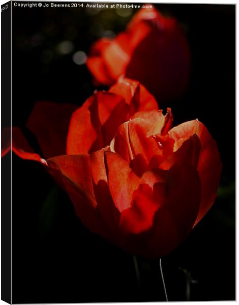 red tulips Canvas Print by Jo Beerens