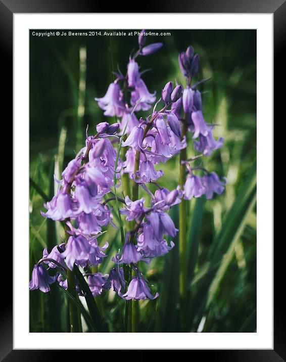 bluebell flowers Framed Mounted Print by Jo Beerens