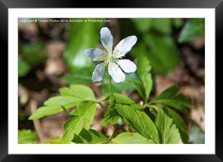 Anemone Framed Mounted Print by Thanet Photos